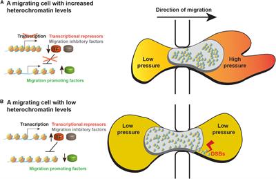 The Emerging Roles of Heterochromatin in Cell Migration